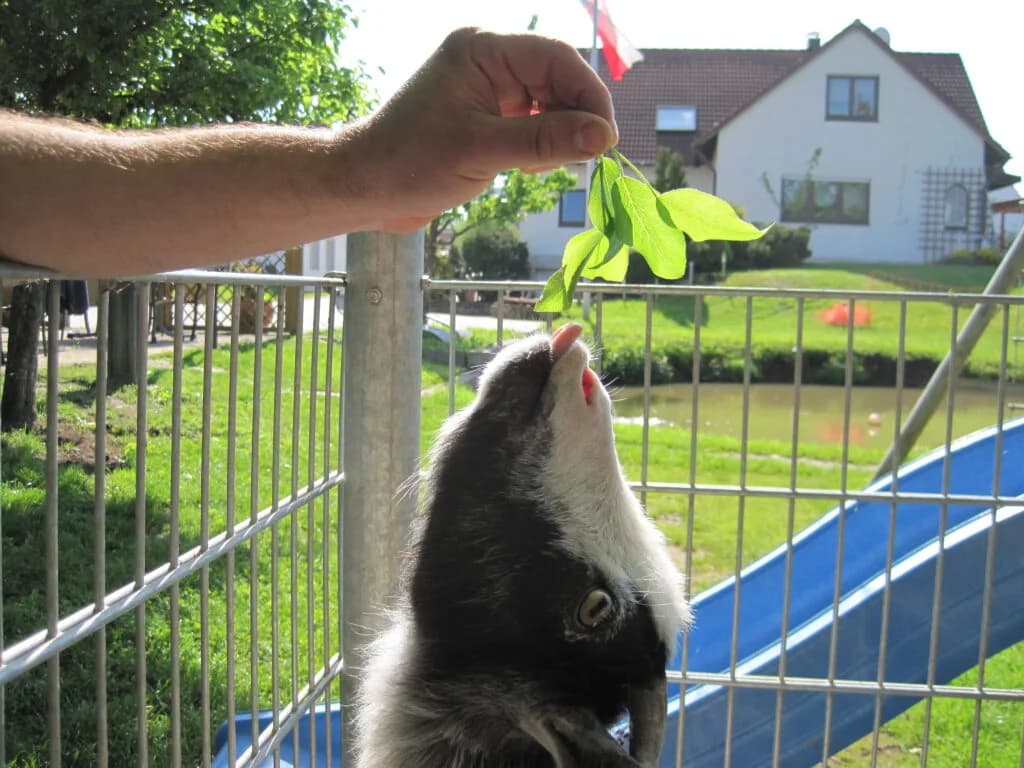 Kinder können die Tiere am Gasthof besuchen